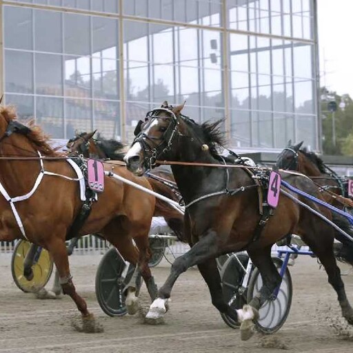 Lunchtrav på Gävletravet