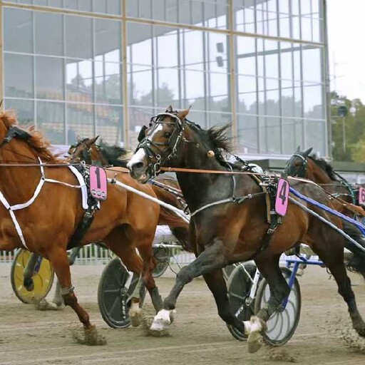 Stjärnspäckad kallblodskväll på Gävletravet