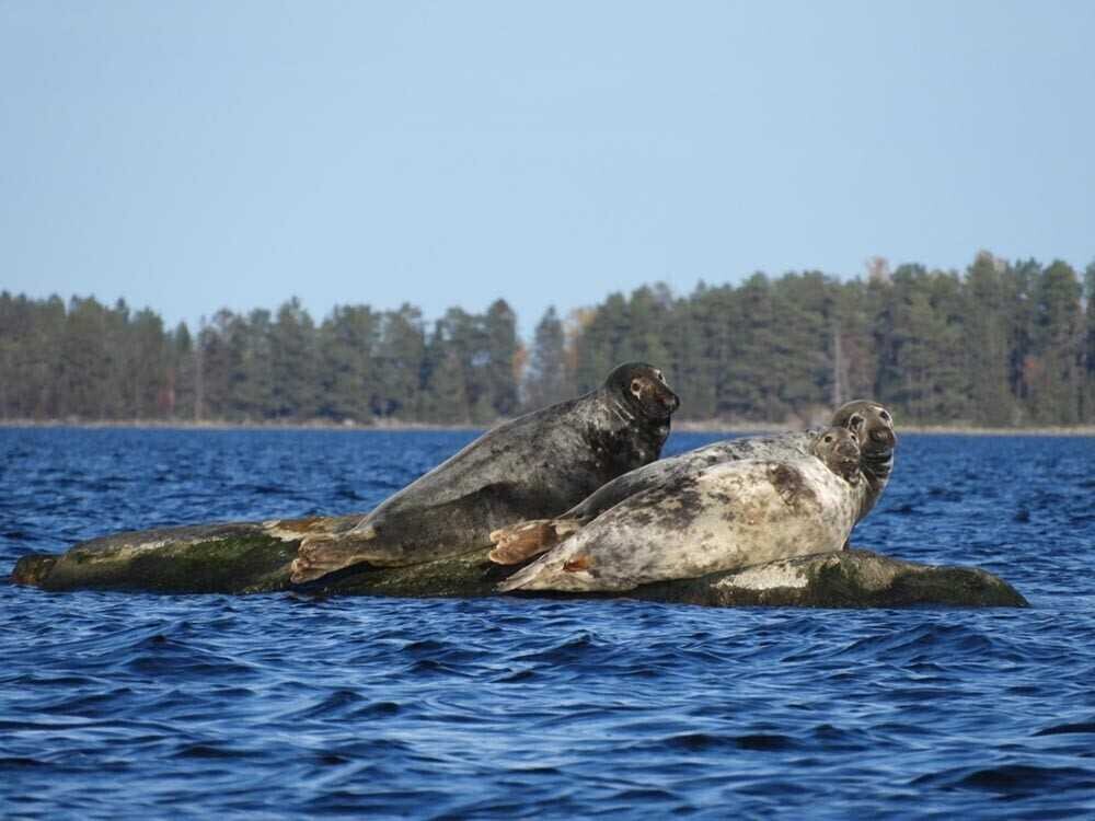 Säl- och havsörnsafari i Axmar bruk i sommar.